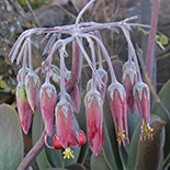Cotyledon orbiculata
